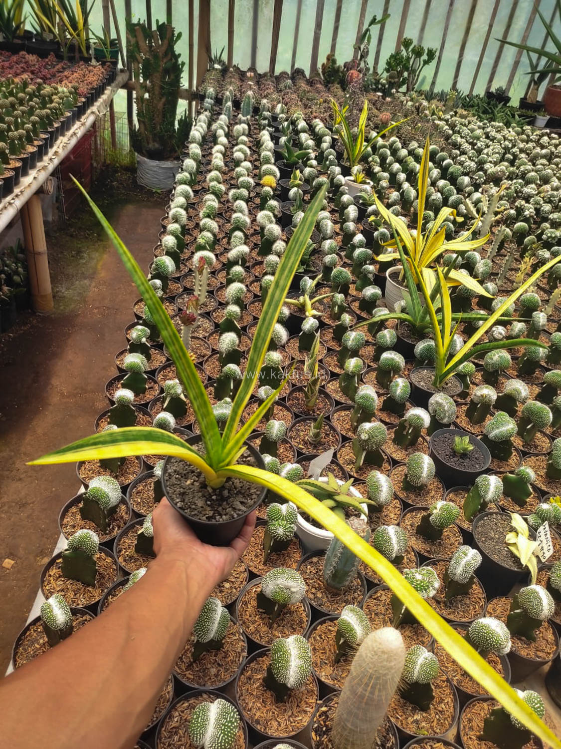 1105. Sansevieria Stela Variegated - Image 2