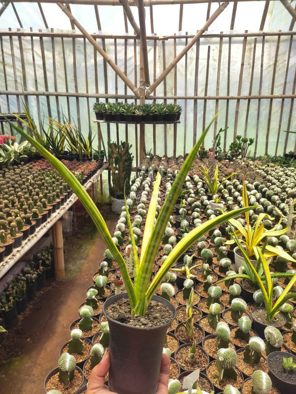 1105. Sansevieria Stela Variegated - Image 4