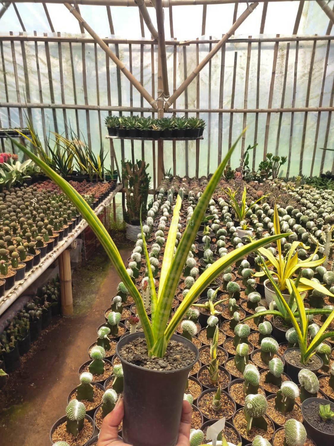 1105. Sansevieria Stela Variegated - Image 3