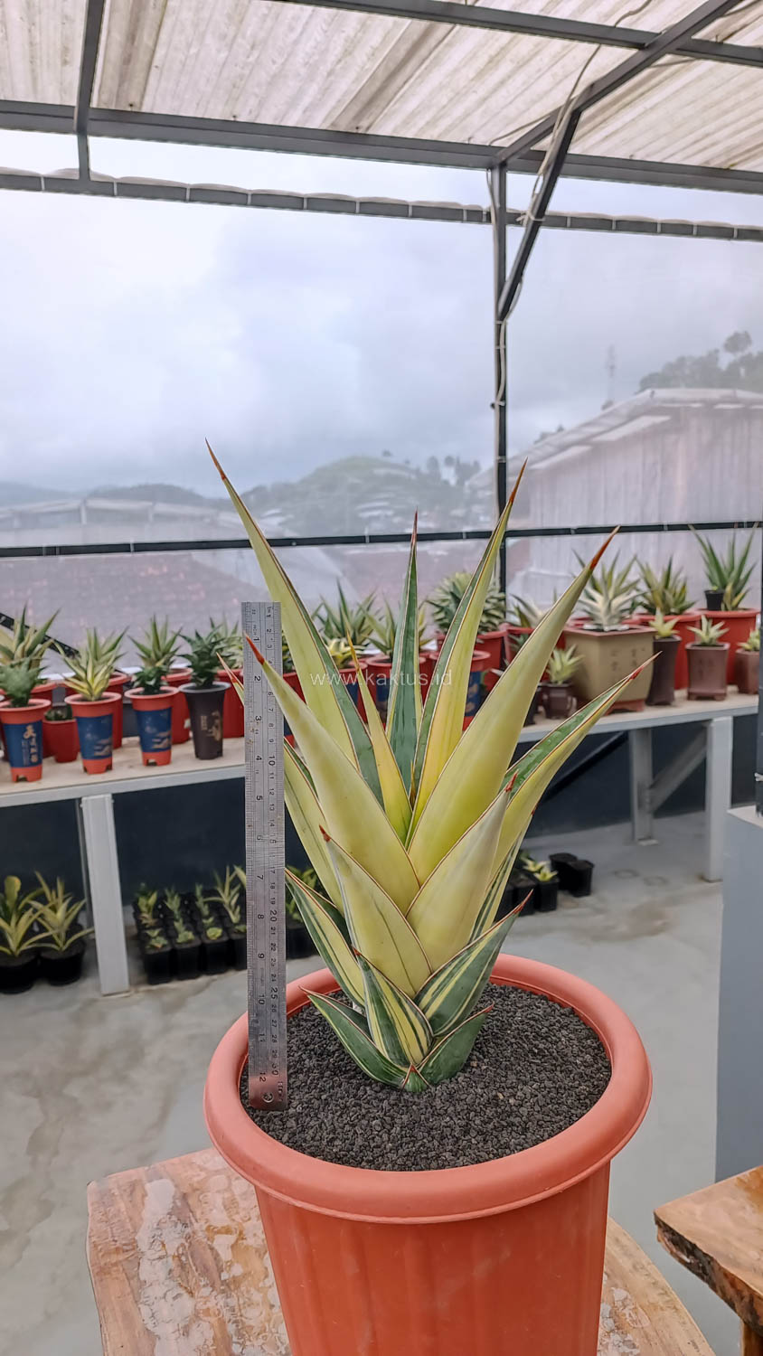 1108. Sansevieria Pinguicula Variegated Height 45 Cm - Image 3