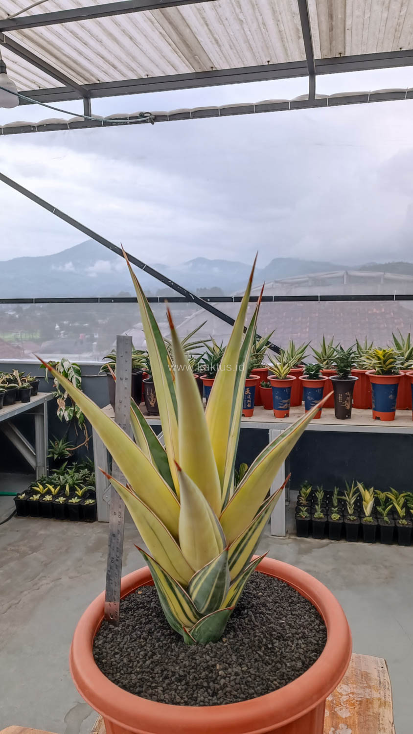 1108. Sansevieria Pinguicula Variegated Height 45 Cm - Image 5