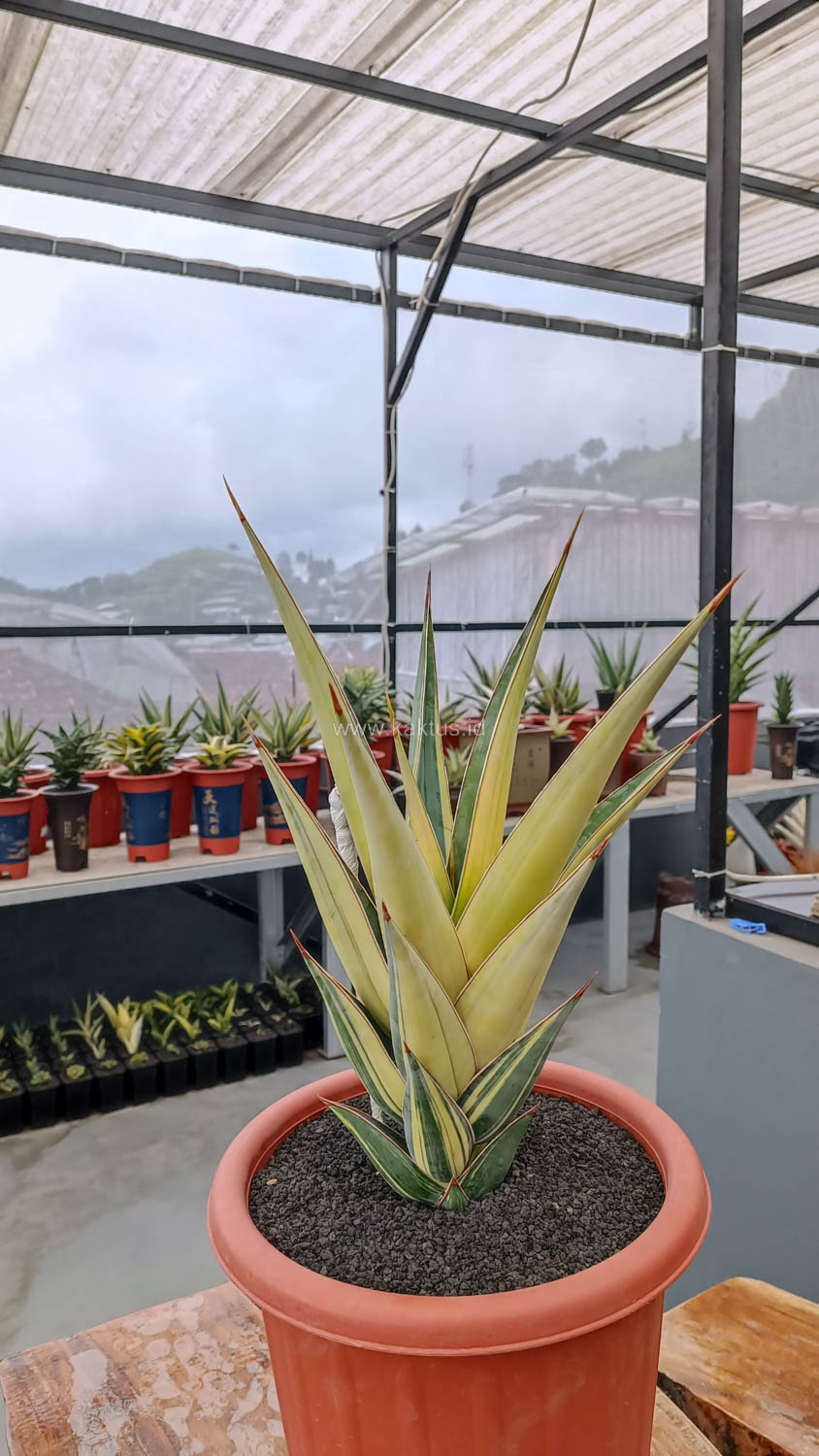 1108. Sansevieria Pinguicula Variegated Height 45 Cm - Image 6