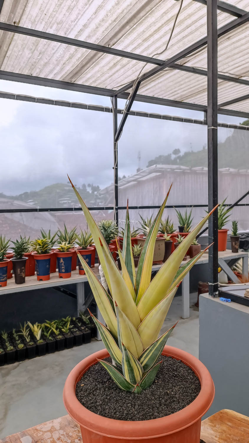 1108. Sansevieria Pinguicula Variegated Height 45 Cm - Image 7