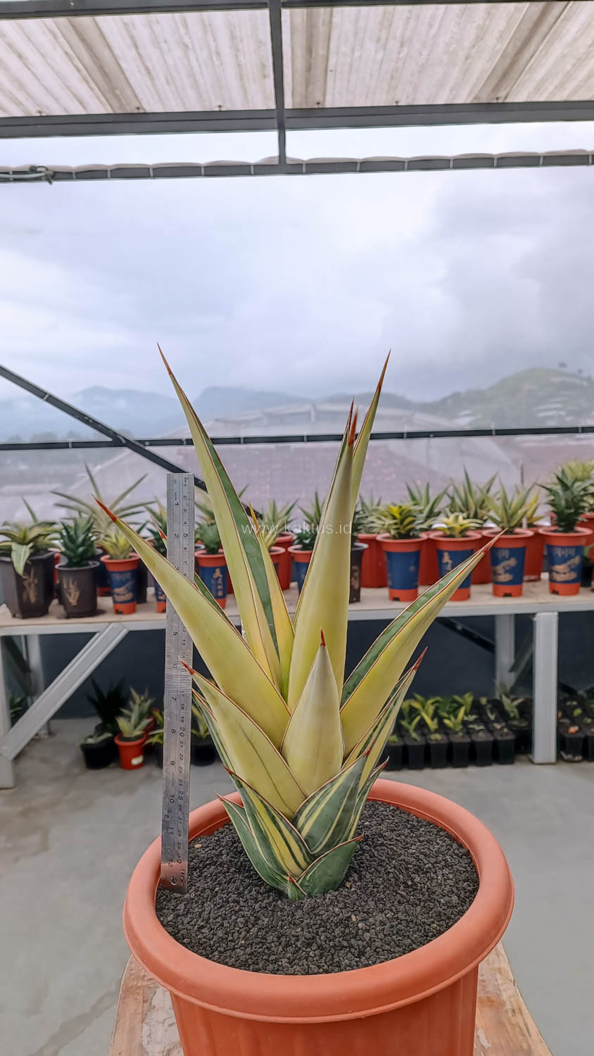 1108. Sansevieria Pinguicula Variegated Height 45 Cm - Image 2