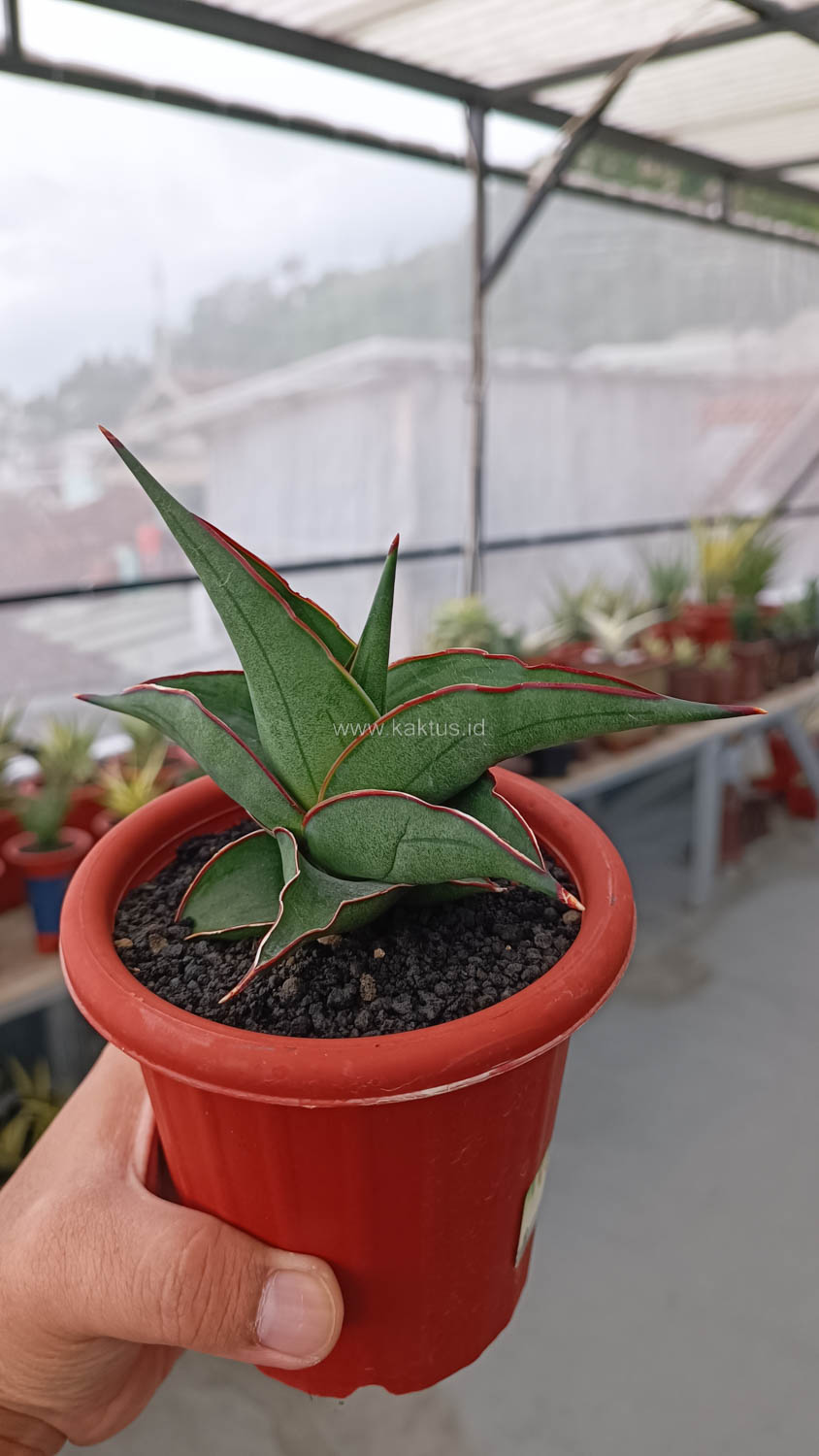 1109. Sansevieria Kirana - Image 15