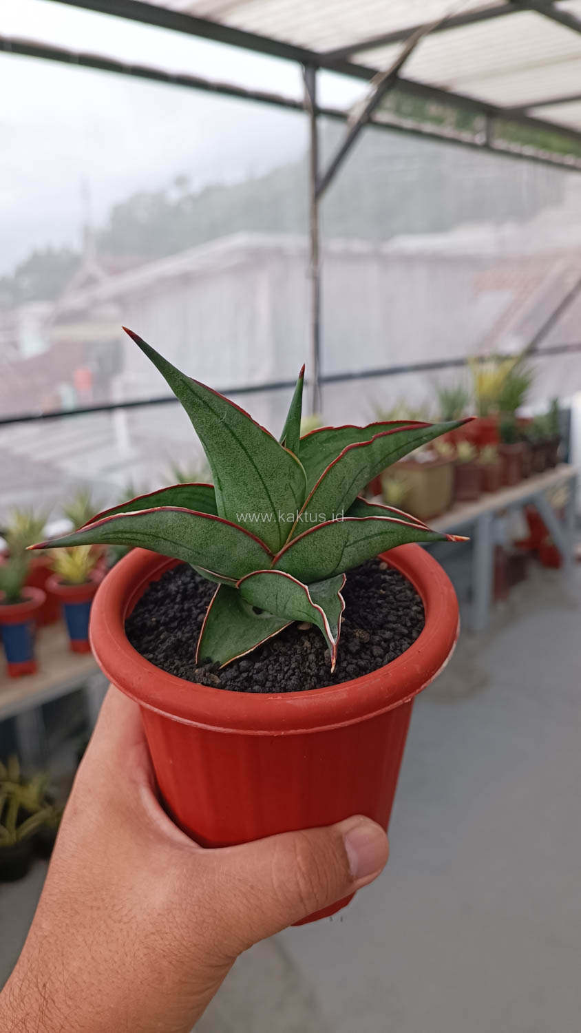 1109. Sansevieria Kirana - Image 16