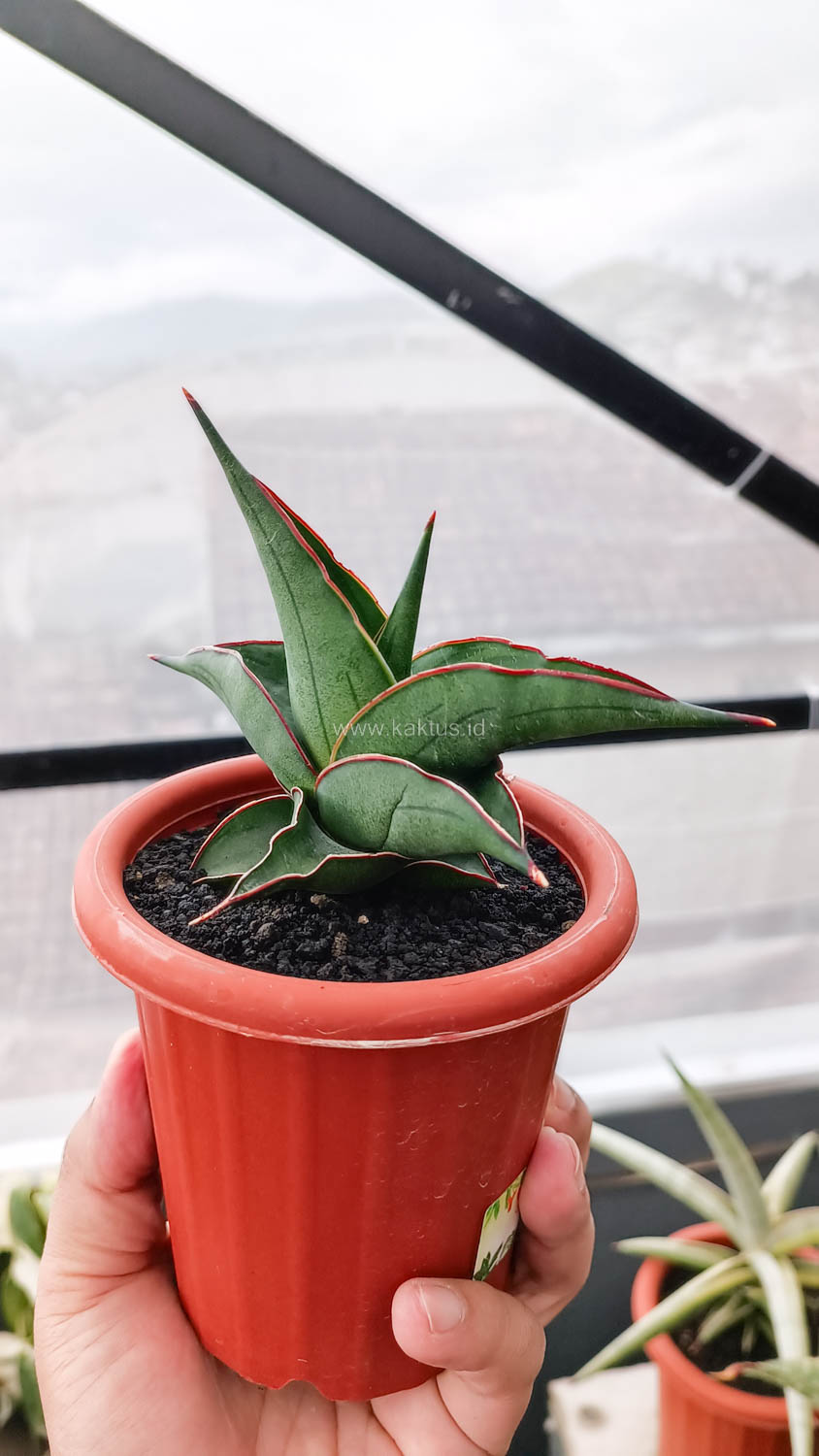 1109. Sansevieria Kirana - Image 2