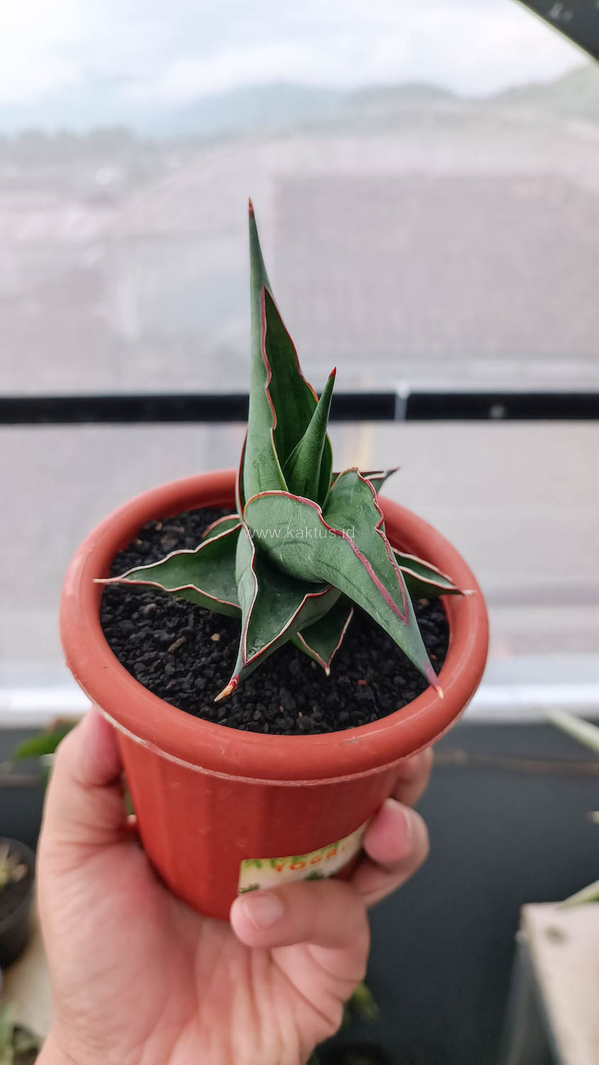 1109. Sansevieria Kirana - Image 3