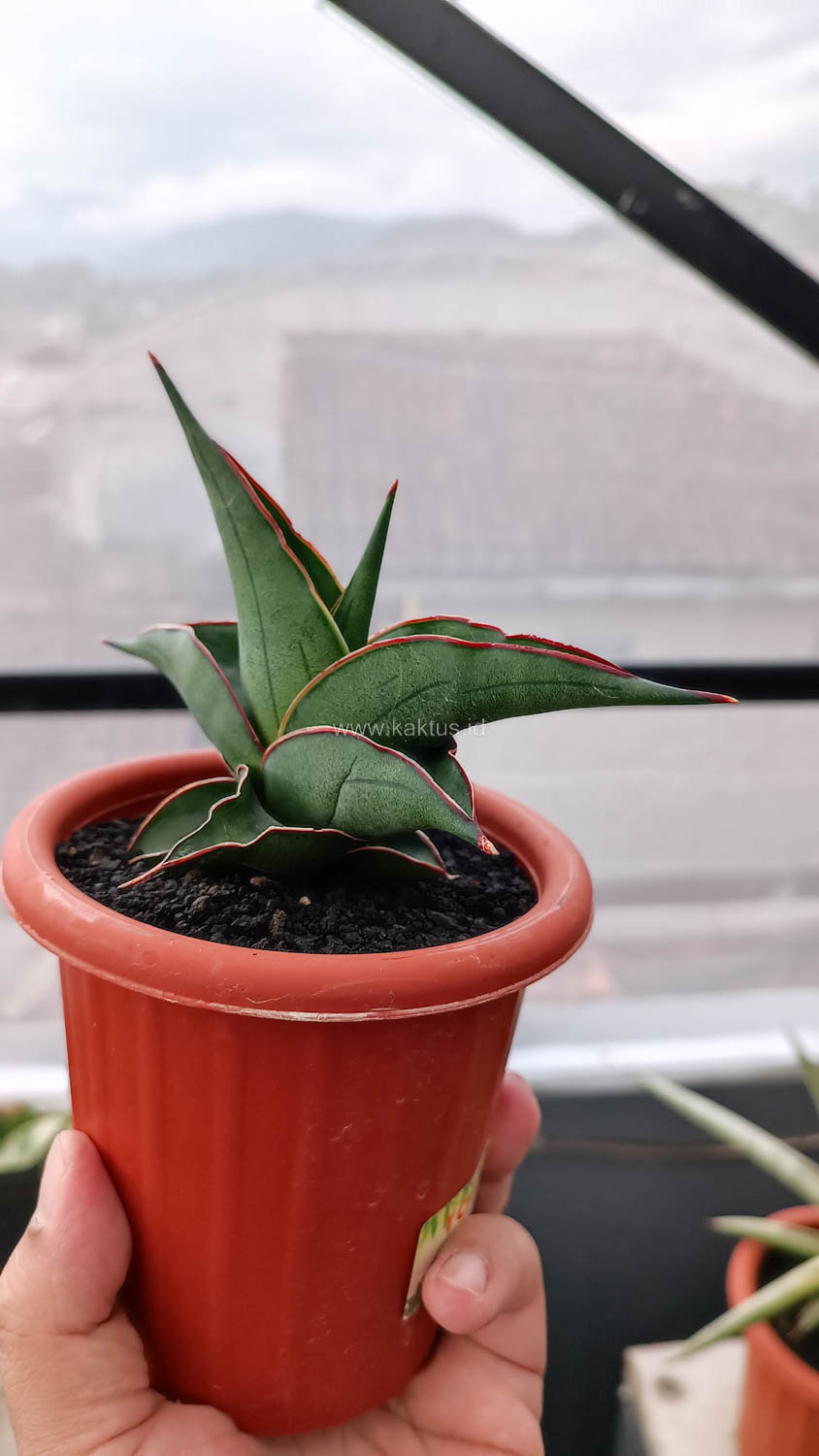 1109. Sansevieria Kirana - Image 7