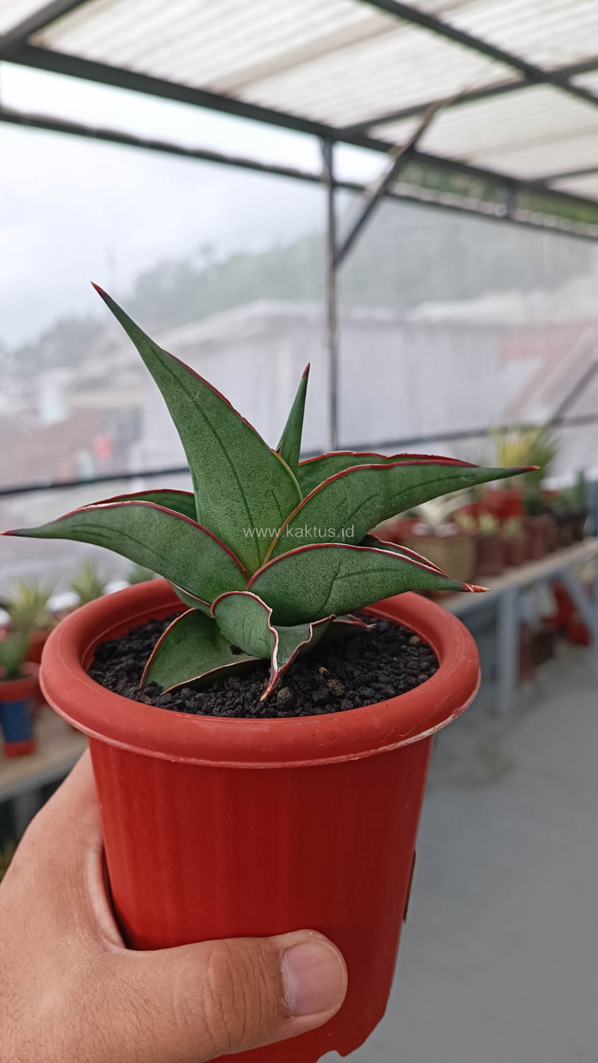 1109. Sansevieria Kirana - Image 8