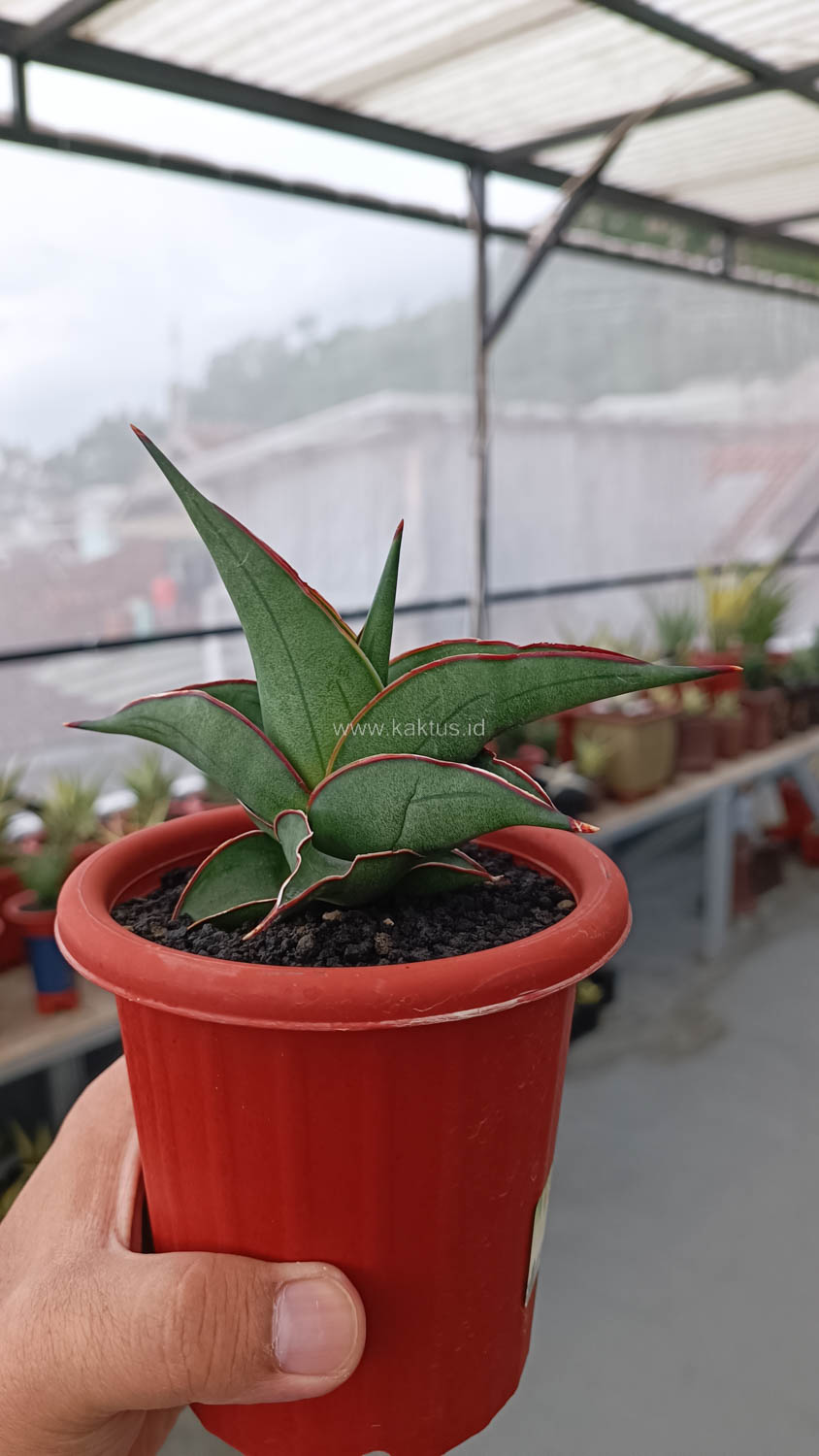 1109. Sansevieria Kirana - Image 10