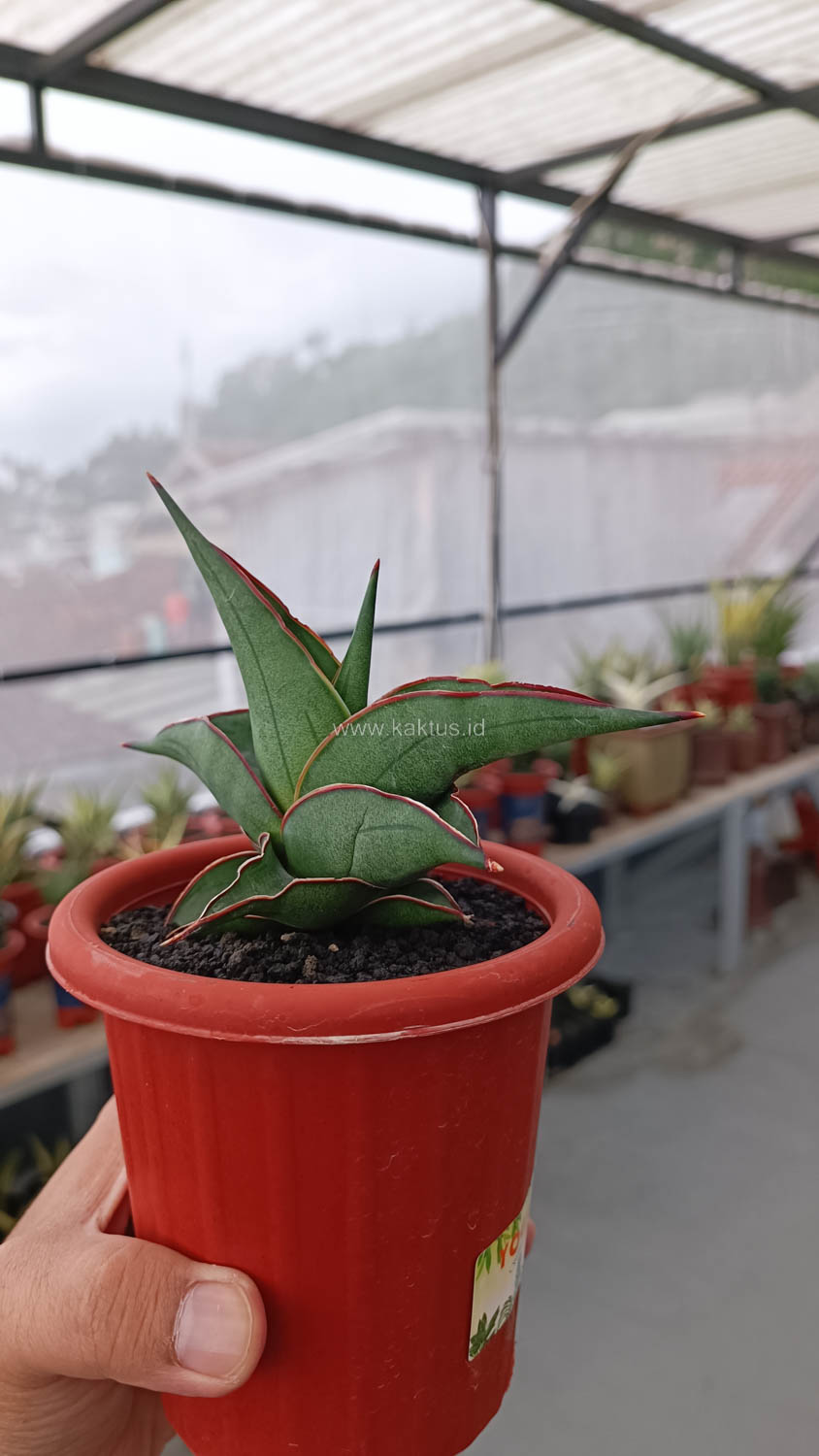 1109. Sansevieria Kirana - Image 11