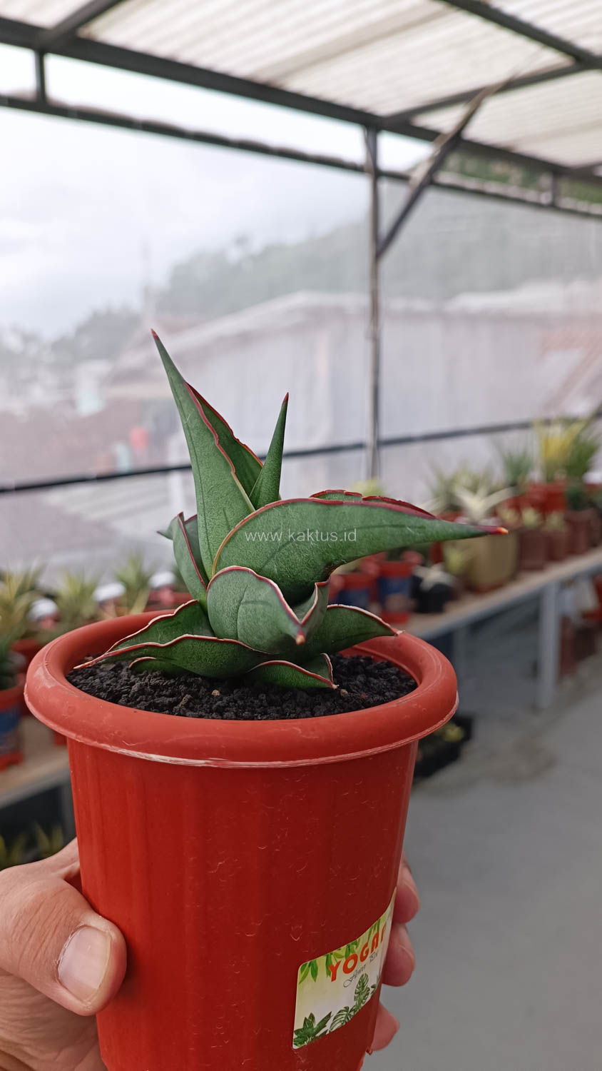 1109. Sansevieria Kirana - Image 12