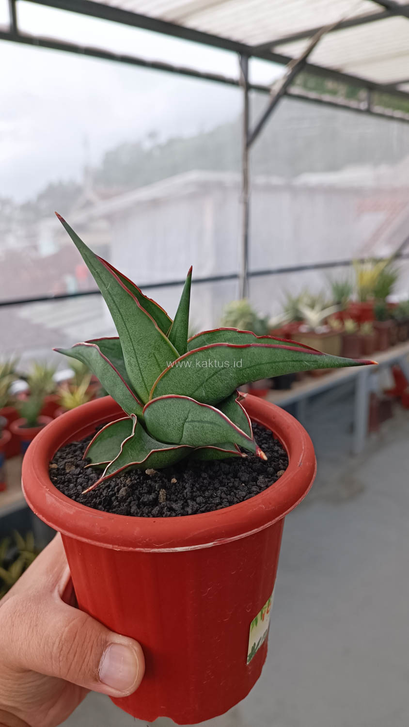 1109. Sansevieria Kirana - Image 13