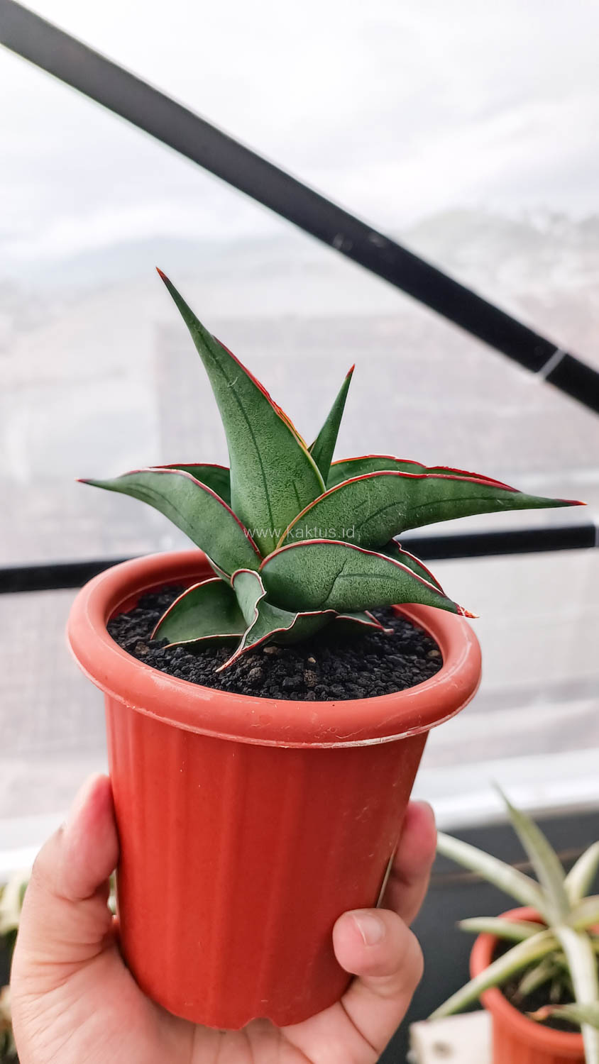 1109. Sansevieria Kirana - Image 5
