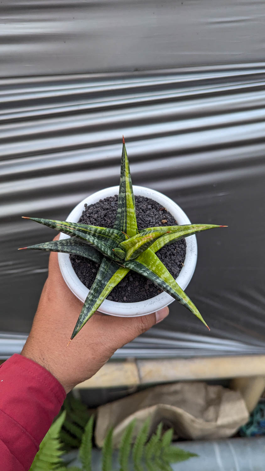 1115. Sansevieria Blorong Variegated - Image 3