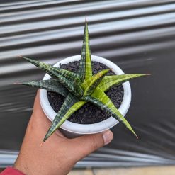 Alternative view of 1115. Sansevieria Blorong Variegated