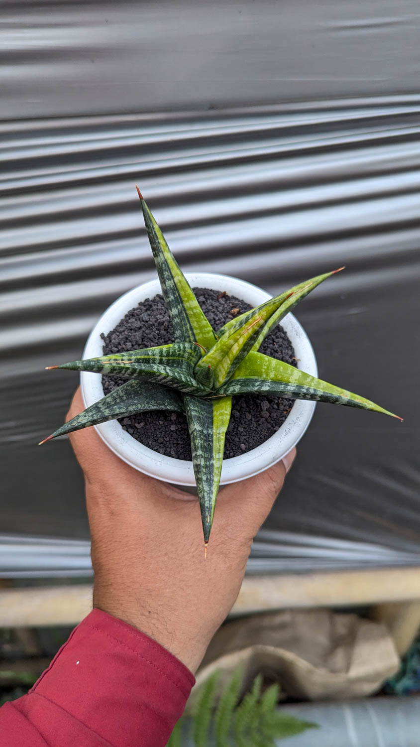 1115. Sansevieria Blorong Variegated - Image 4