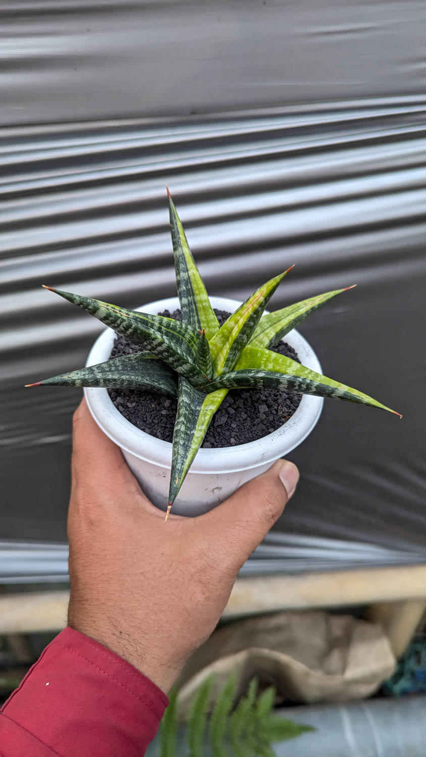 1115. Sansevieria Blorong Variegated - Image 5