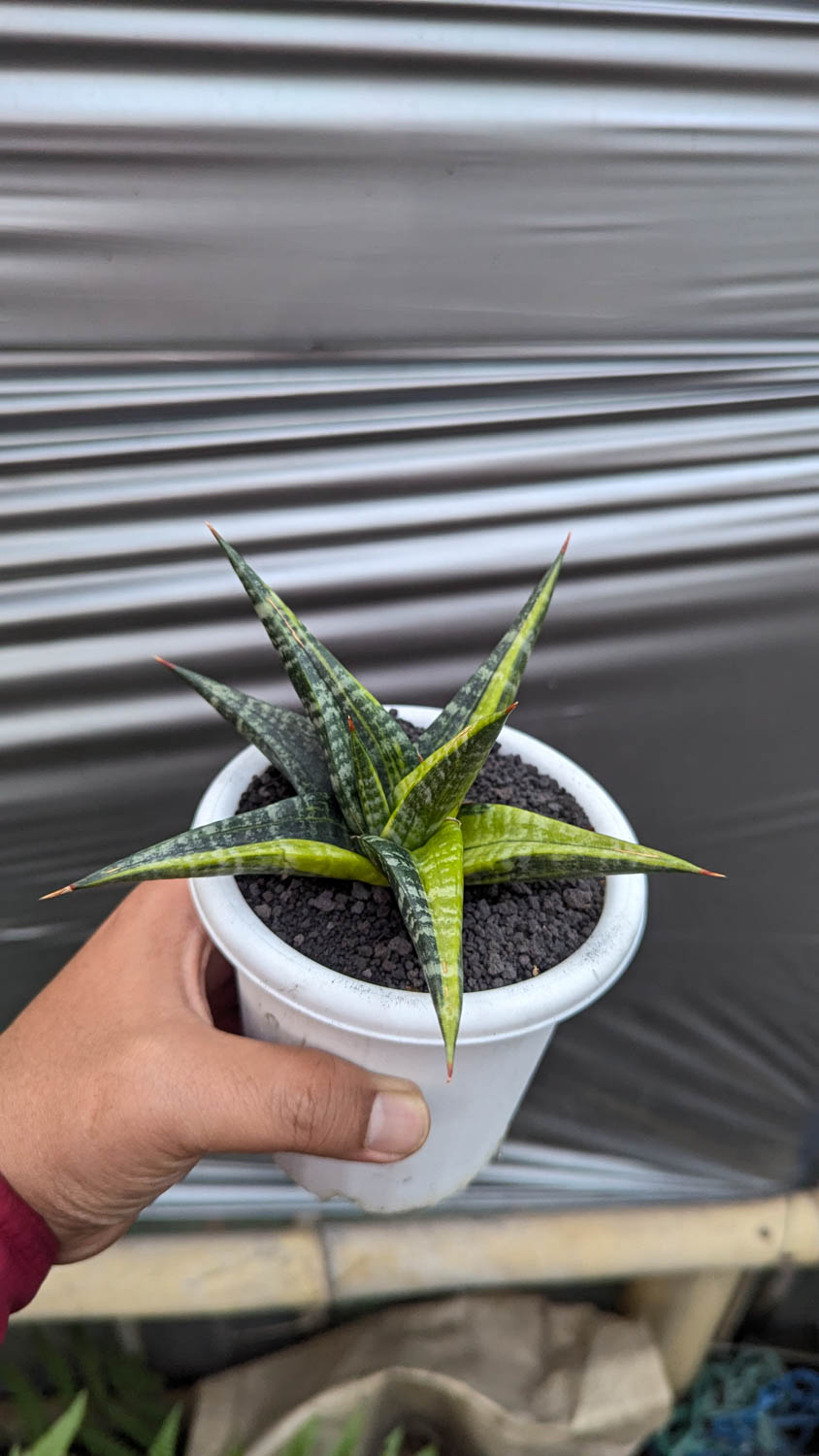 1115. Sansevieria Blorong Variegated - Image 6