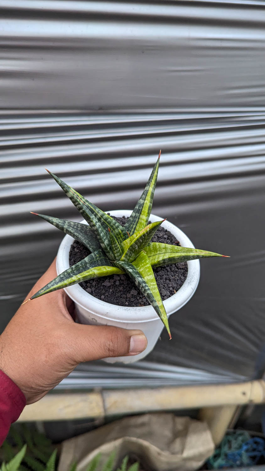 1115. Sansevieria Blorong Variegated - Image 7