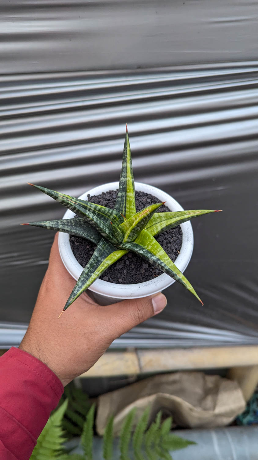 1115. Sansevieria Blorong Variegated - Image 2