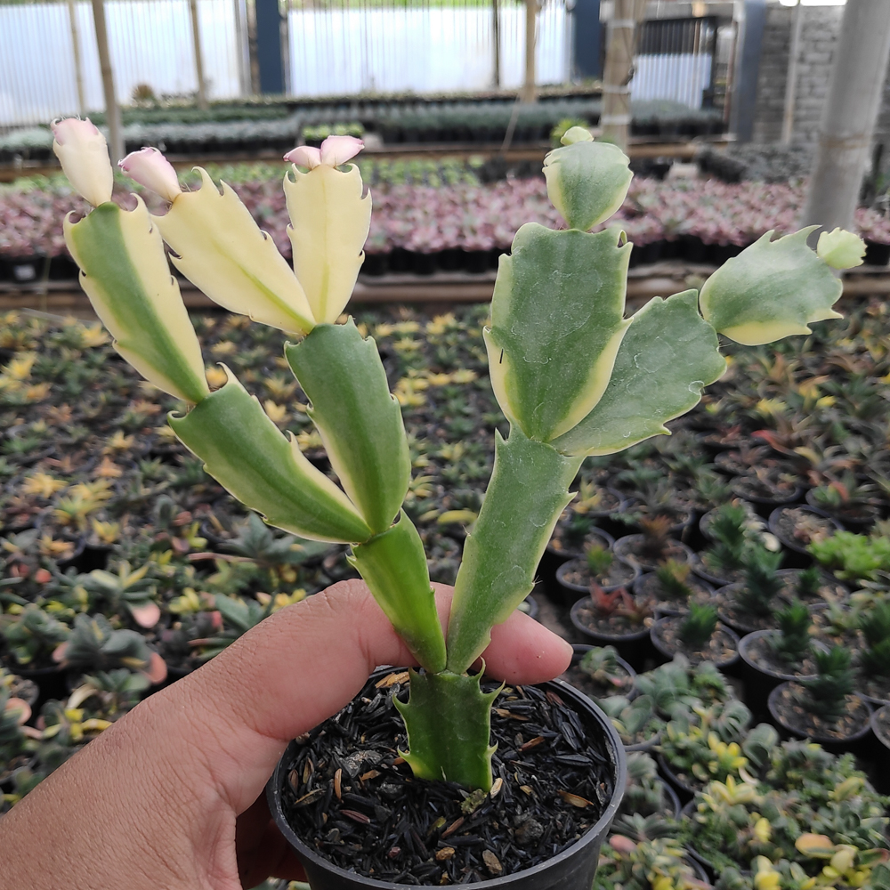 112. Schlumbergera Truncata Variegated - Thanksgiving Cactus - Image 14