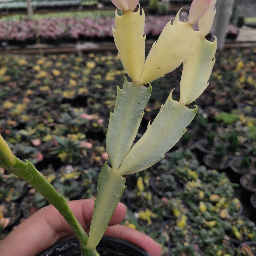 112. Schlumbergera Truncata Variegated - Thanksgiving Cactus - Image 15