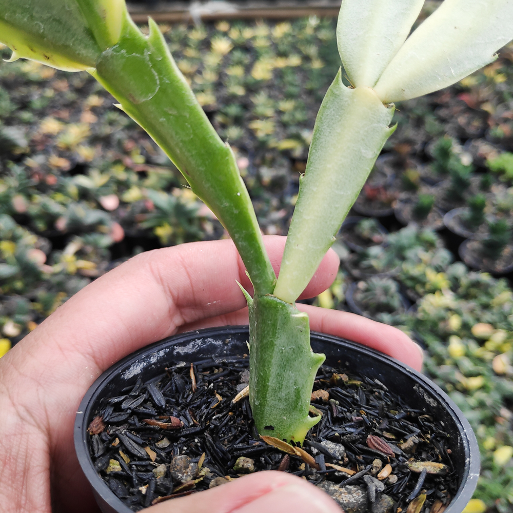 112. Schlumbergera Truncata Variegated - Thanksgiving Cactus - Image 16