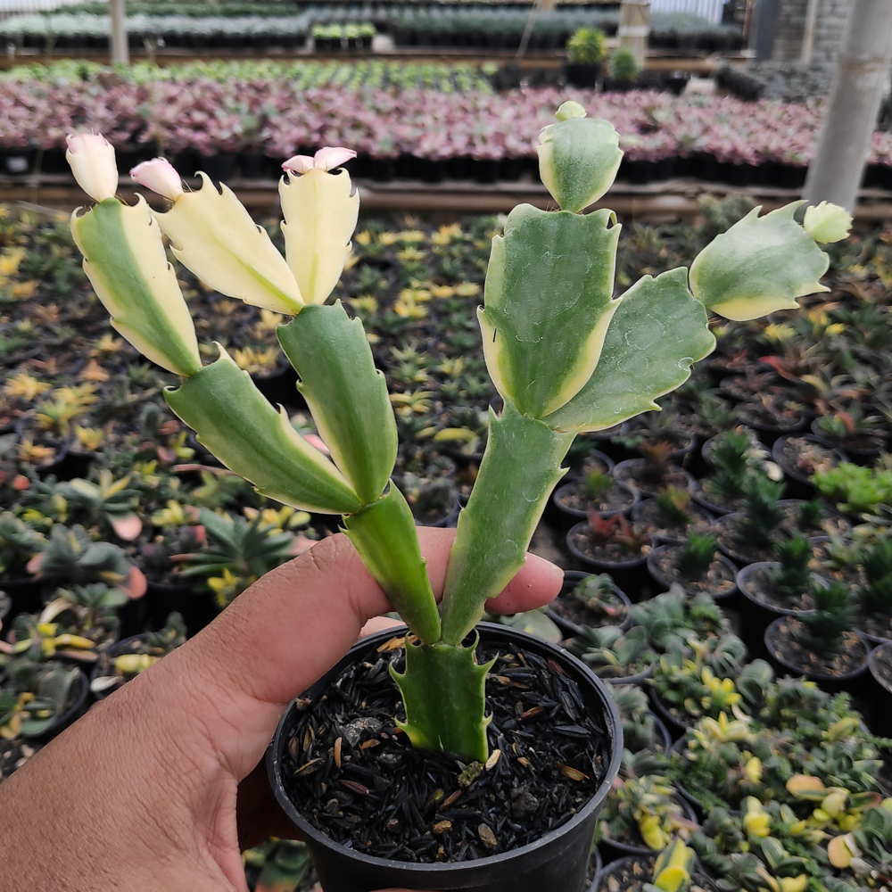 112. Schlumbergera Truncata Variegated - Thanksgiving Cactus - Image 13