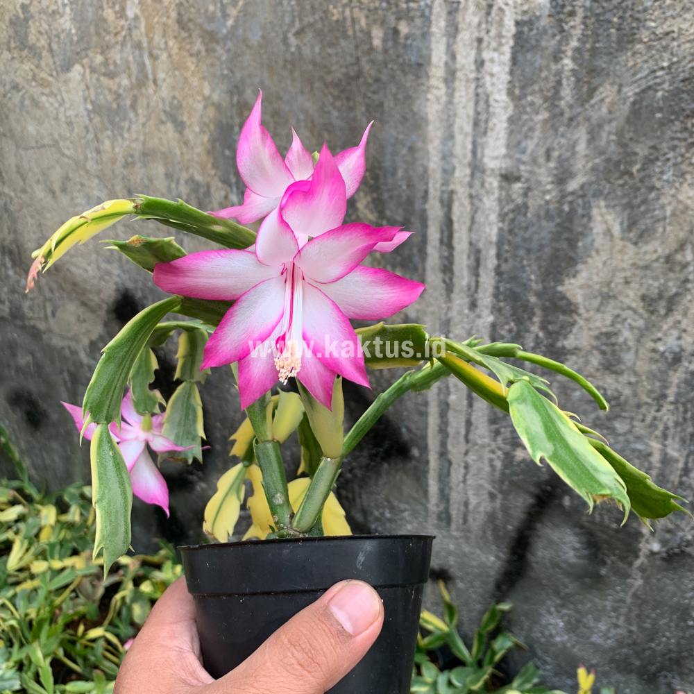112. Schlumbergera Truncata Variegated - Thanksgiving Cactus - Image 8