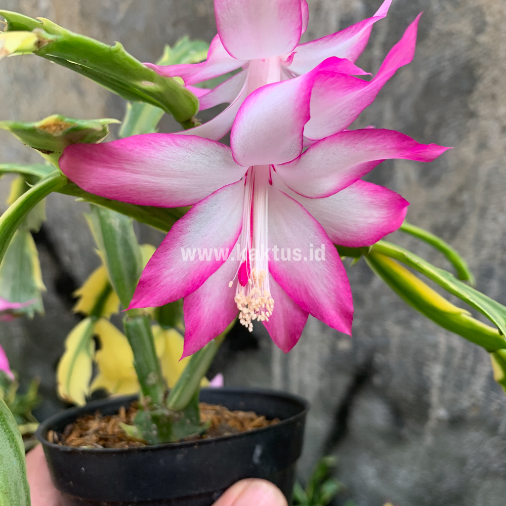 112. Schlumbergera Truncata Variegated - Thanksgiving Cactus - Image 6
