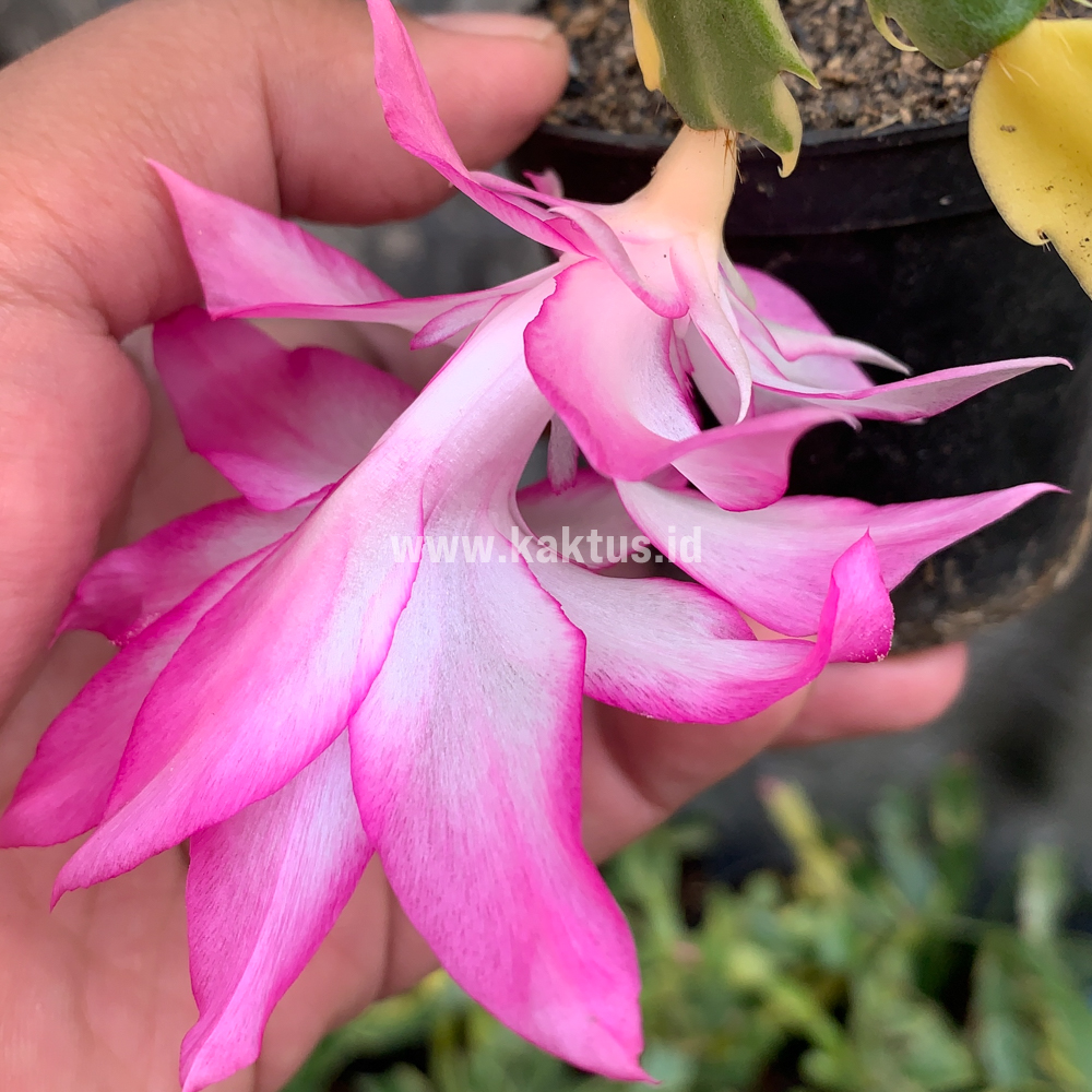 112. Schlumbergera Truncata Variegated - Thanksgiving Cactus - Image 5