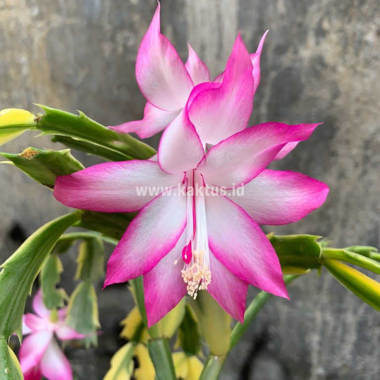 112. Schlumbergera Truncata Variegated - Thanksgiving Cactus