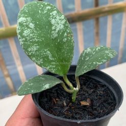 Alternative view of 1120. Hoya Wayaminae Splash