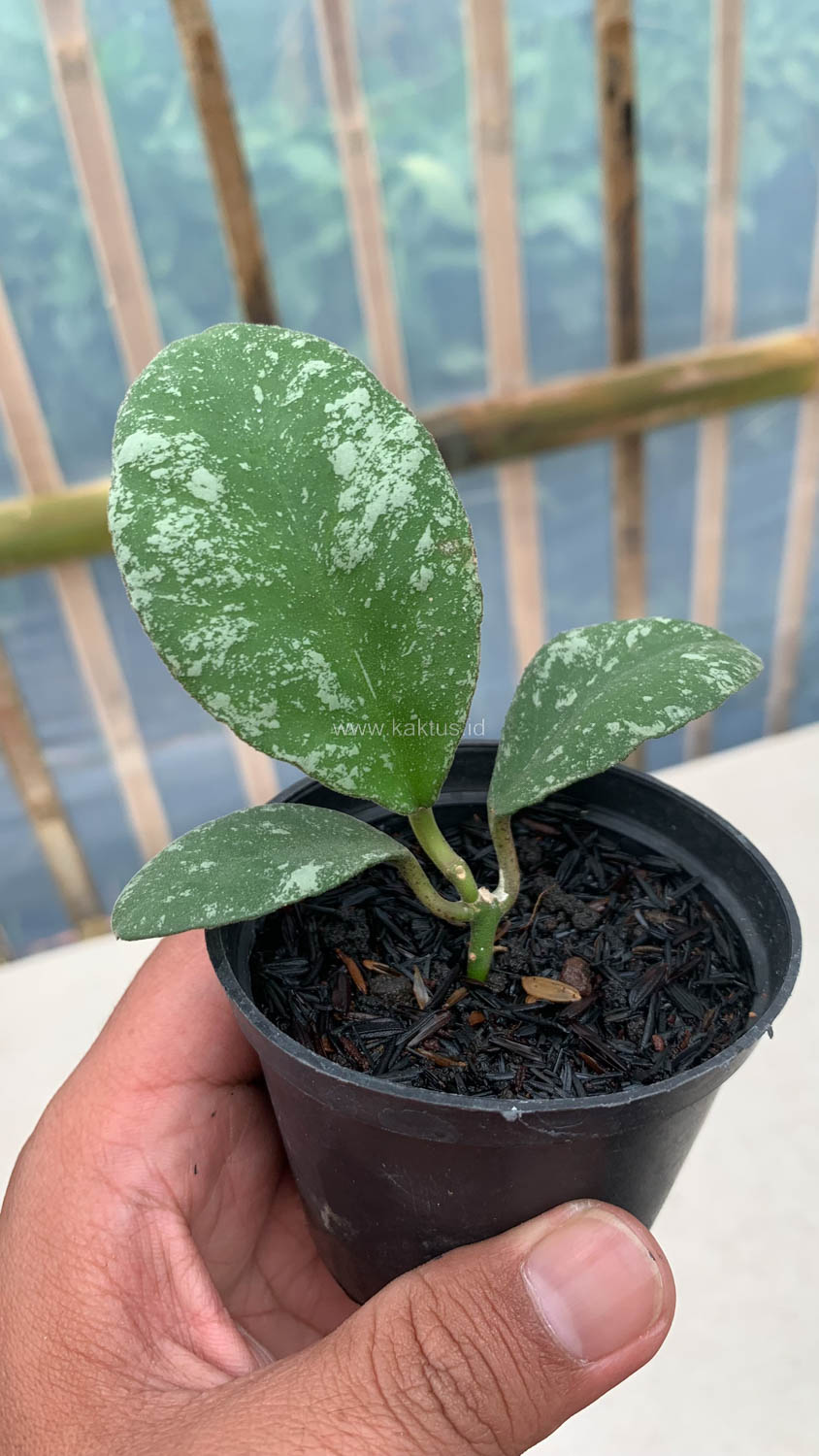 1120. Hoya Wayaminae Splash - Image 2