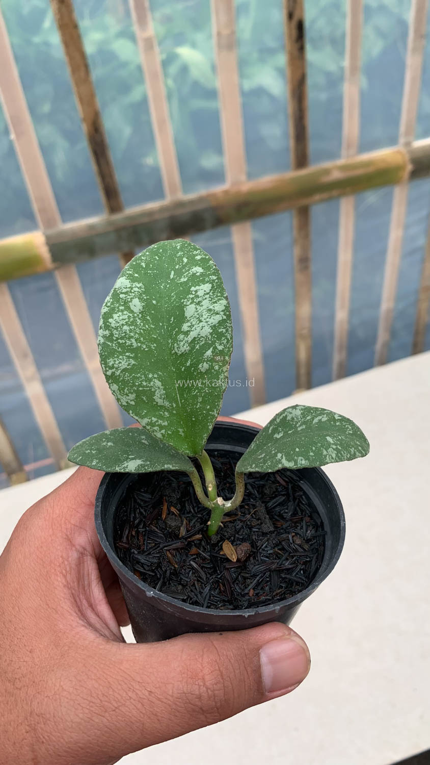 1120. Hoya Wayaminae Splash - Image 9