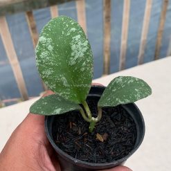 1120. Hoya Wayaminae Splash