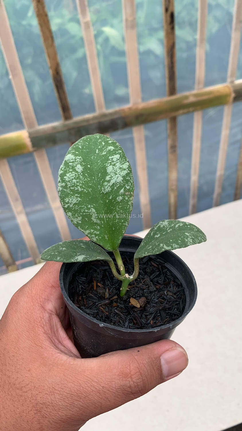 1120. Hoya Wayaminae Splash - Image 8