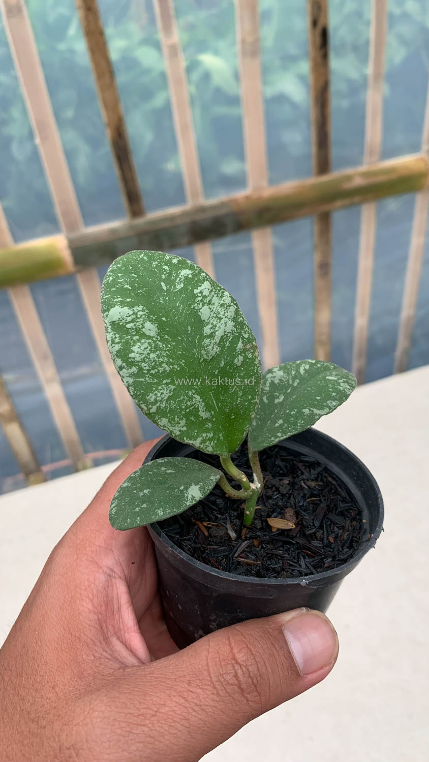 1120. Hoya Wayaminae Splash - Image 7