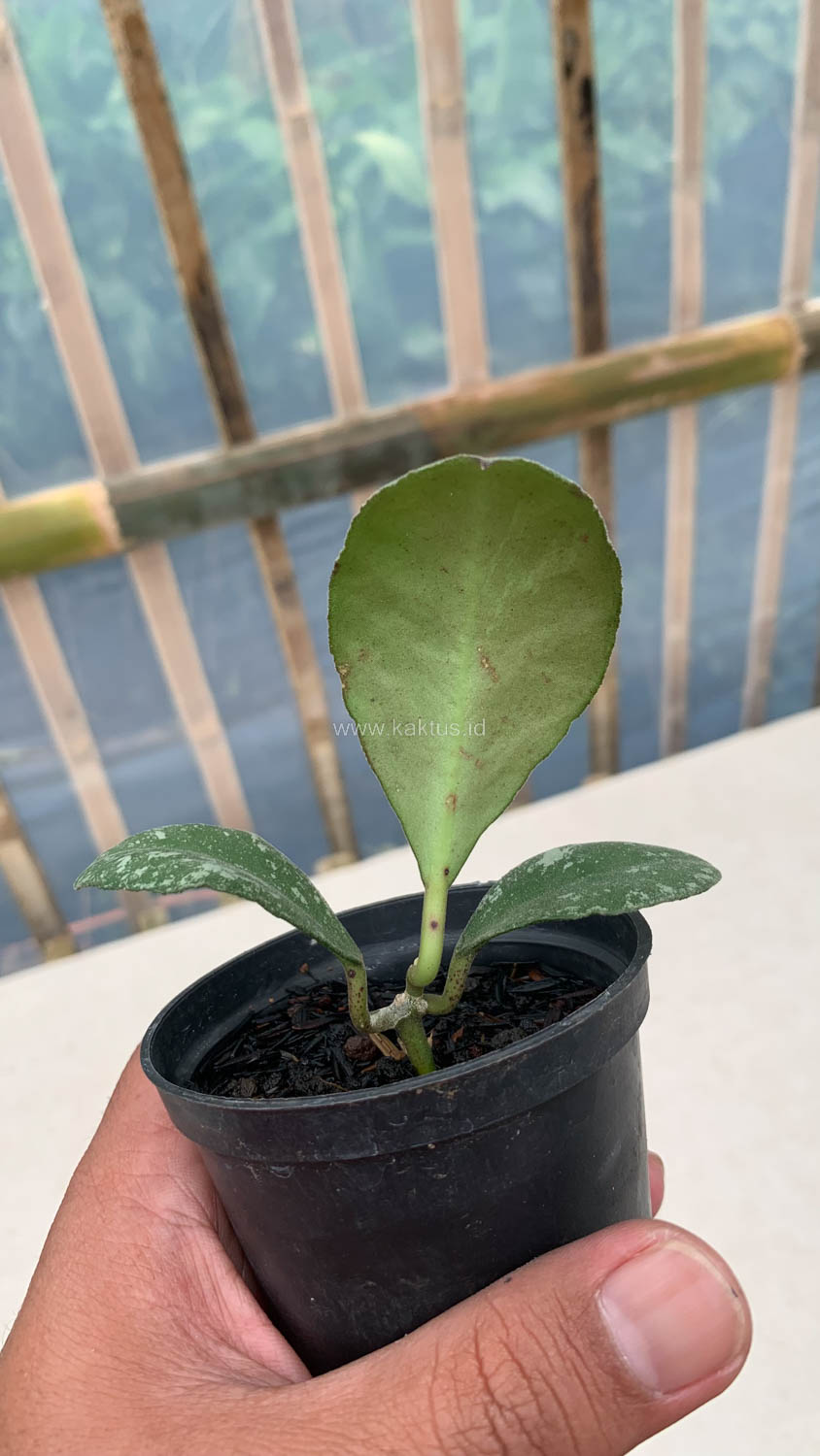 1120. Hoya Wayaminae Splash - Image 6