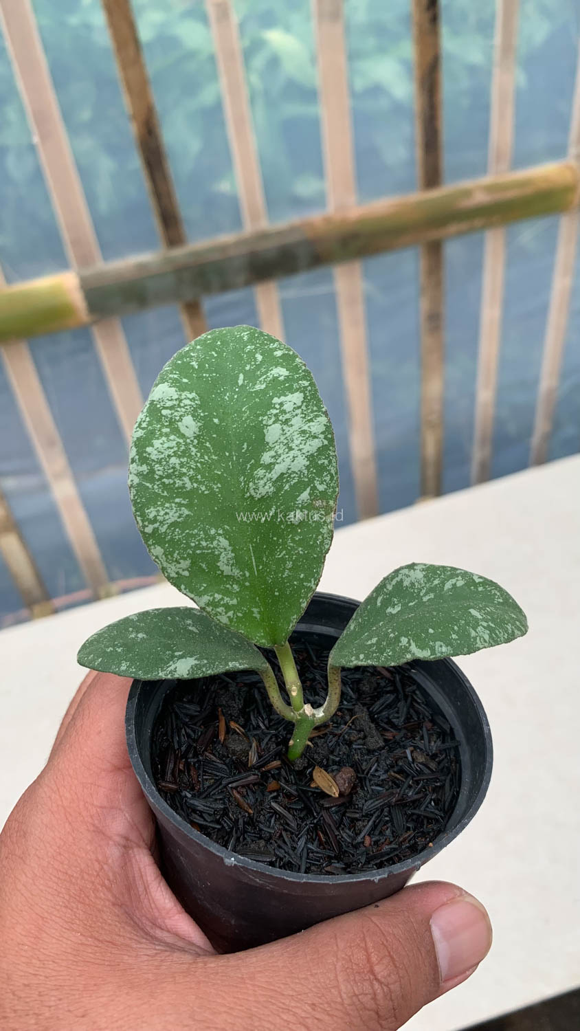 1120. Hoya Wayaminae Splash - Image 5