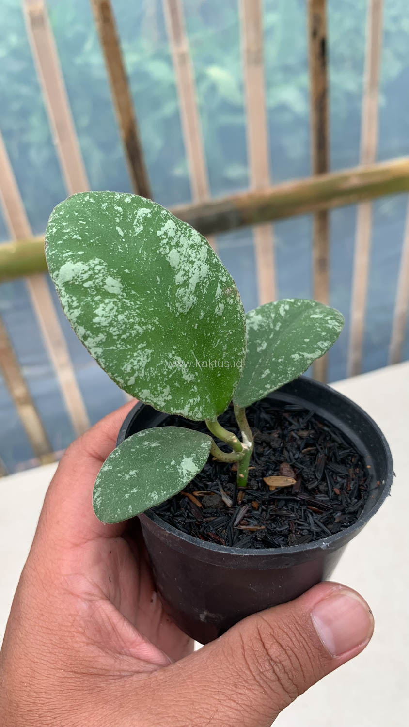 1120. Hoya Wayaminae Splash - Image 4
