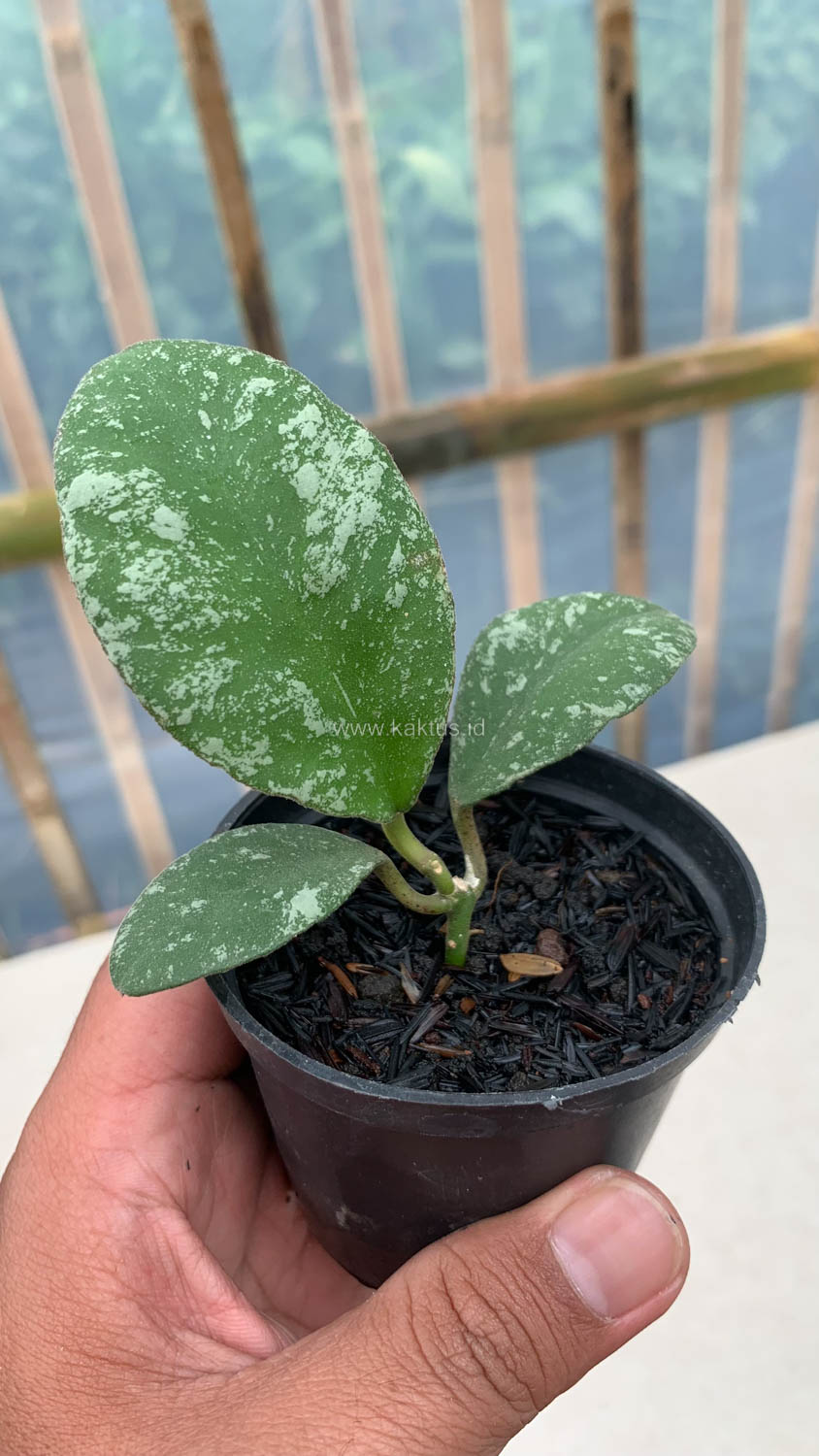1120. Hoya Wayaminae Splash - Image 3