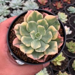 Alternative view of 1121. Echeveria Raindrops Variegated