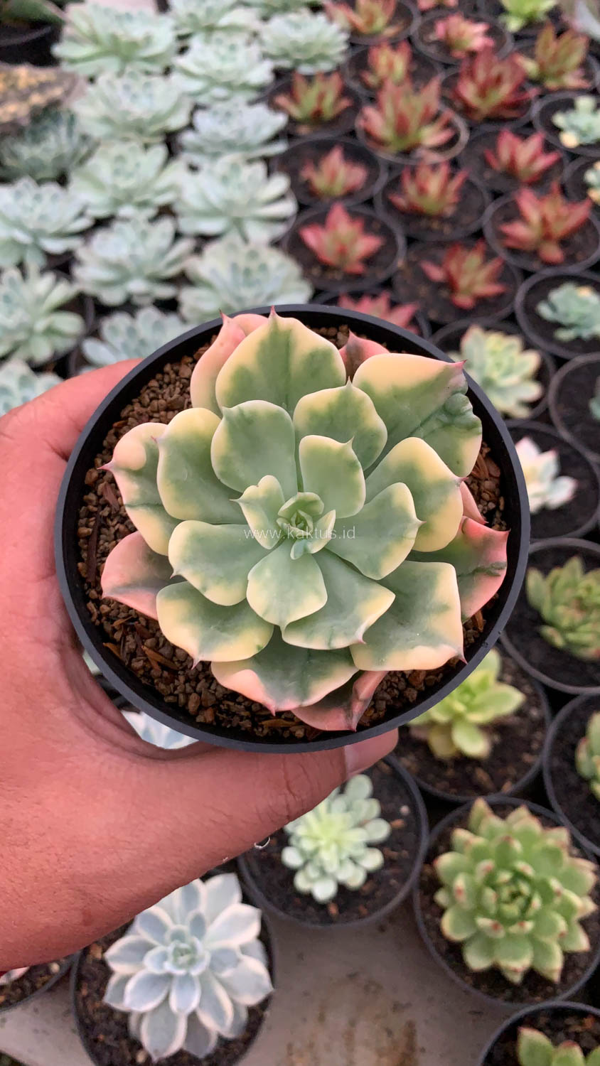 1121. Echeveria Raindrops Variegated - Image 2