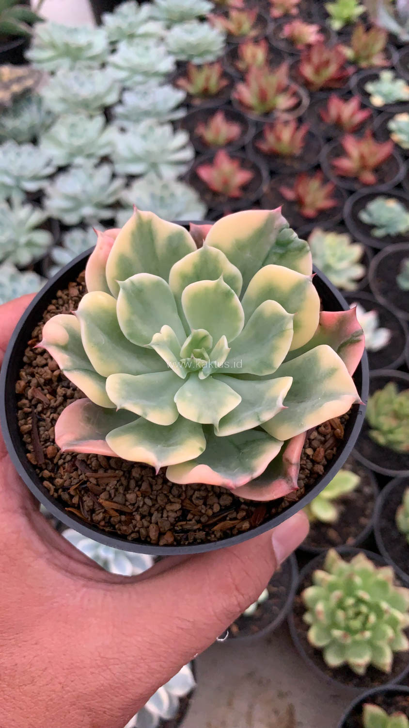 1121. Echeveria Raindrops Variegated - Image 3