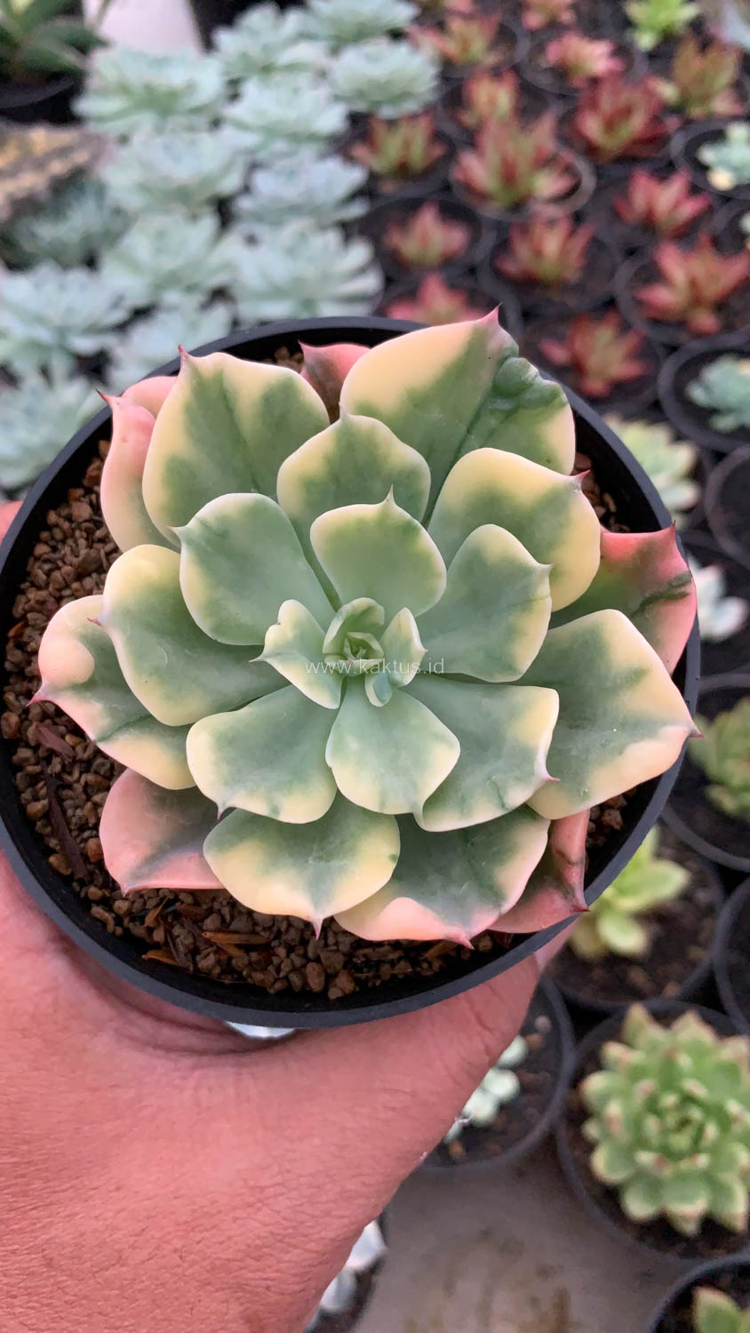 1121. Echeveria Raindrops Variegated - Image 4
