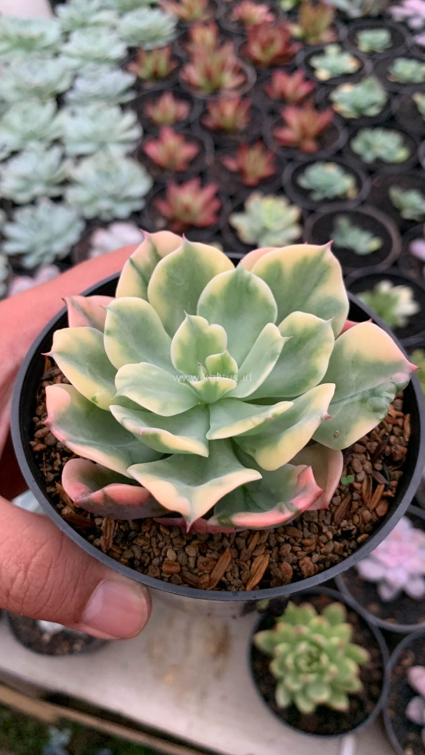 1121. Echeveria Raindrops Variegated - Image 5