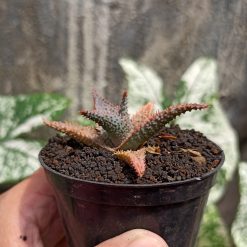 Alternative view of 1122. Aloe Lavender Star